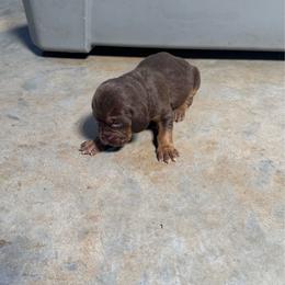 Boy 5 small white spot - Liver and tan male Bloodhound puppy in Tahlequah, Oklahoma from HNH Hounds