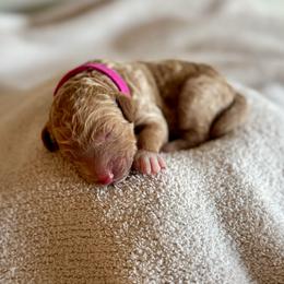 Rhubarb (Dark Pink) - Red  female Poodle puppy in Burwell, Nebraska from Petersen Poodles