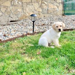 Labrador Retriever Puppies from Showtime Labradors