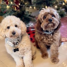 Cavapoos from Maria’s Cavapoos F1B