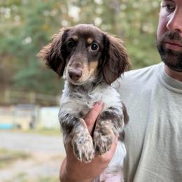 Tater - Piebald male Dachshund puppy in Ranger, Georgia from Muscadine Meadows Poodles and Doodles