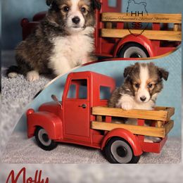 Molly - Sable and white female Shetland Sheepdog puppy in Lebanon, Tennessee from Henotic Homestead's Shetland Sheepdogs
