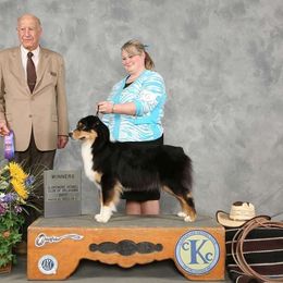 Deedee - Australian Shepherd