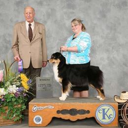 Deedee - Australian Shepherd