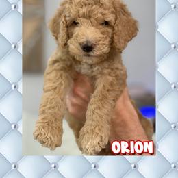 Orion - Cream male Goldendoodle puppy in Miami Dade County, Florida from Doodle Lovers