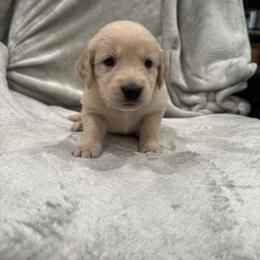 Mayor Agustus May Who:Black Collar - Light golden male Golden Retriever puppy in Monterey, Tennessee from Lawson’s Green Acres Goldens and Mini Dachshunds