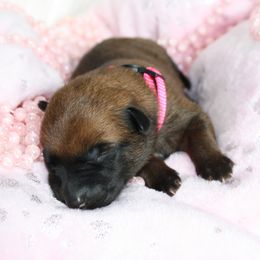 Belgian Malinois Puppies from Pyrex Kennels