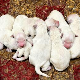 Arctic - Light golden male Golden Retriever puppy in Doniphan, Missouri from Stockford’s Golden Retrievers