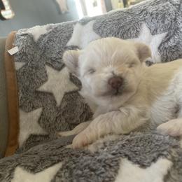 Lucy - White female Morkie puppy in Taylorsville, North Carolina from Mountain Top Hot Tailz