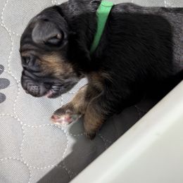 Boy2 - Black and red male German Shepherd puppy in Stuarts Draft, Virginia from Shengulli Shepherds