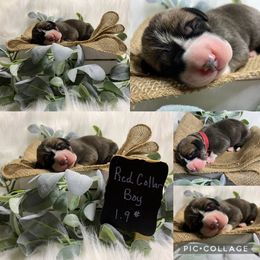 Great Dane Puppies from Cook’s Gentle Giants