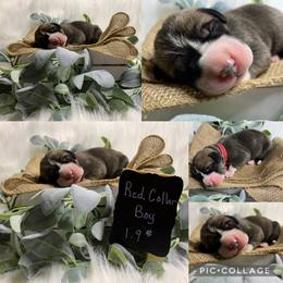 Great Dane Puppies from Cook’s Gentle Giants