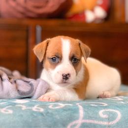 AKC Broken Coat 1750 - White and tan male Russell Terrier puppy in Denton County, Texas from T/K Jack Russell Terriers & Dryline Dachshunds