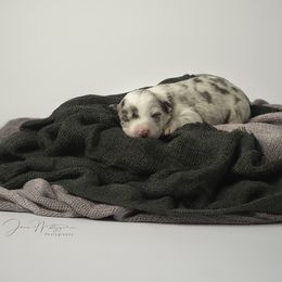 Border Collie Puppies from Air Capital Border Collies