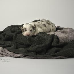 Border Collie Puppies from Air Capital Border Collies