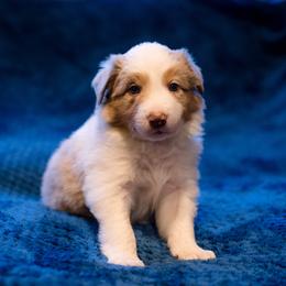 Border Collie Puppies from Snow Pine Ranch
