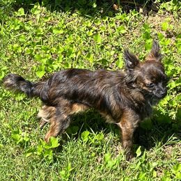 CKC Pablo Escobark - Chihuahua