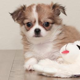 Bella - Fawn and white female Chihuahua puppy in Portland, Oregon from PNW Toy Breeds