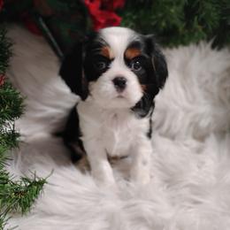 Alister - Tri-color male Cavalier King Charles Spaniel puppy in Sabetha, Kansas from Apple Blossom Cavaliers