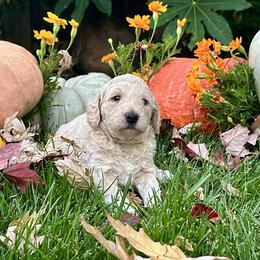 Eloise - Cream female Goldendoodle puppy in Rocklin, California from FurEver Yours Goldendoodles