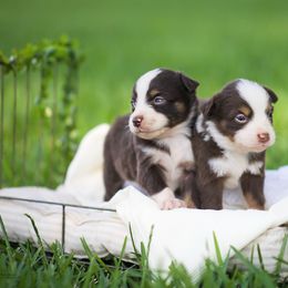 Australian Shepherd, Miniature Australian Shepherd, and Toy Australian Shepherd Puppies from Triple Lake Ranch Miniature Australian Shepherds