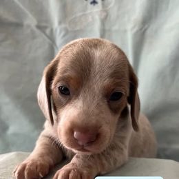 Dachshund Puppies from M & M Breeding