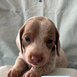 Dachshund Puppies from M & M Breeding