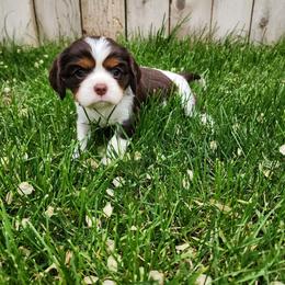 Kiwi Chocolate Tri Color - Chocolate female Cavalier King Charles Spaniel puppy in Nampa, Idaho from Heart Mountain Cavaliers & Floating Feathers Kennel