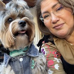 Biewer Terrier All Grown Up from Puppy boutique