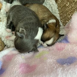 Chihuahua Puppies from King Chihuahuas