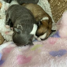 Chihuahua Puppies from King Chihuahuas
