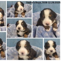 Spot 1 Males - Black rust and white male Bernese Mountain Dog puppy in Nicholson, Georgia from Bernese Mountain Dogs of Pony Trail Farm
