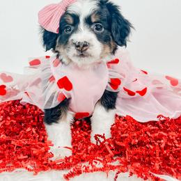 Maggie - Tri-color female Bernedoodle puppy in Otisville, Michigan from Danie’s Darling Doodles LLC