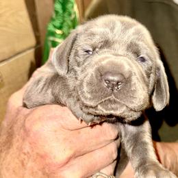 Weimaraner puppies from DoodleDandy & Danes