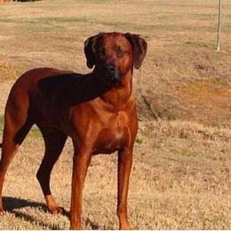 Leo - Rhodesian Ridgeback