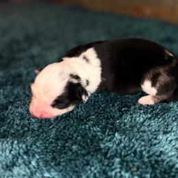 Sarah - Blue merle female Miniature Australian Shepherd puppy in Goliad, Texas from Sassy Lil Aussies and Diamond W Poodles