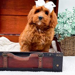 Ruby - Red female Cavapoo puppy in North Carolina from NC Doodle Puppies