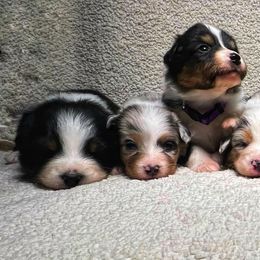 Australian Shepherd Puppies from Kayla's Aussies