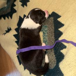 Kiri - Black female Border Collie puppy in Haiku Pauwela, Hawaii from Blue Ginger Border Collies
