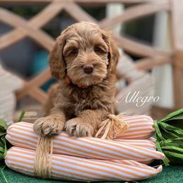 Boy 3 - Australian Labradoodle puppy in Lithia, Florida from Simply Trained