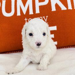 Angel - Parti female Goldendoodle puppy in Auburn, Indiana from Martin’s Doodles