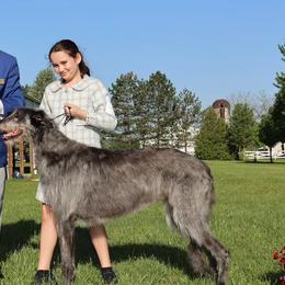 Chinese Cresteds and Scottish Deerhounds from ConeraIsles Kennel