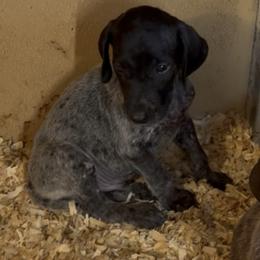 Black - Black roan male German Shorthaired Pointer puppy in New Bedford, Massachusetts from Foot Hunter Kennel