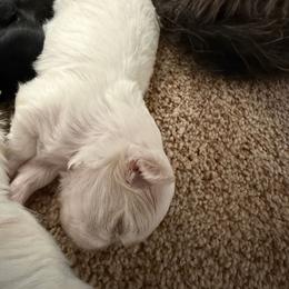 Roselyn - White female Mal-Shi puppy in Calhan, Colorado from Millennium Falcon Kennels