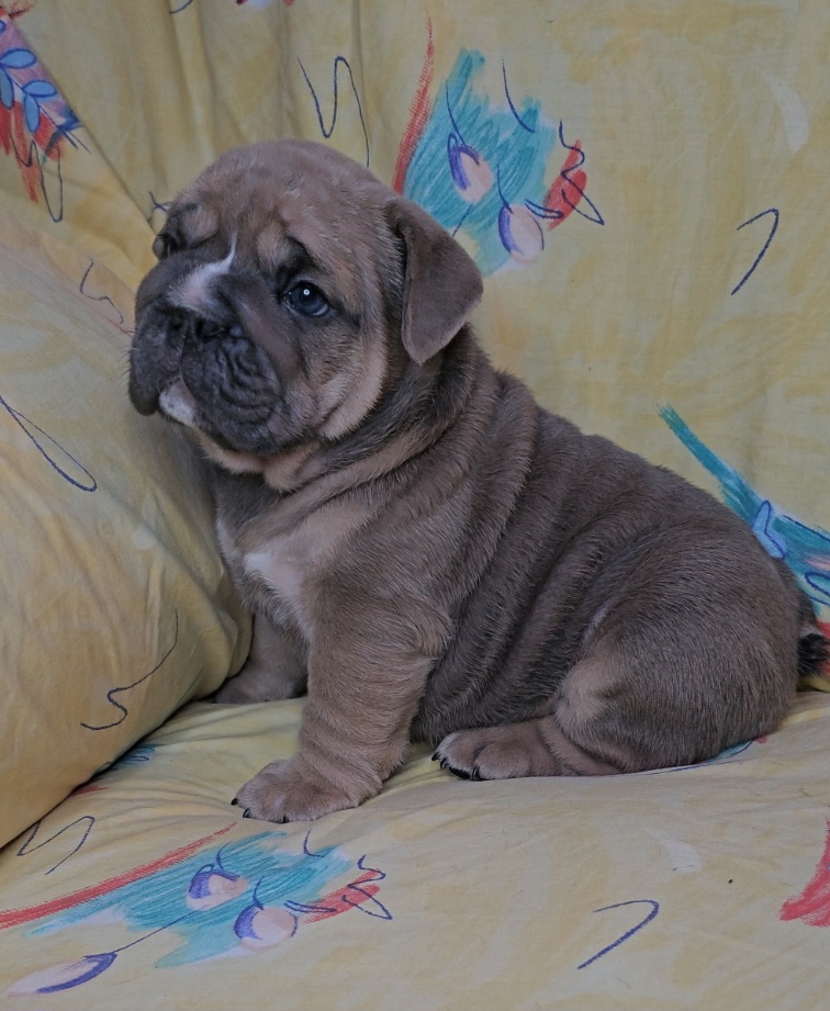 "Carnage x Paczki Summer 2023 litter" Bulldog Puppies from Illinois Bullies Kennel