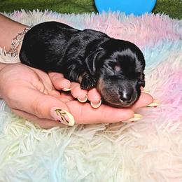 Batman - Black and tan male Dachshund puppy in Rio Grande City, Texas from Hounds All Night