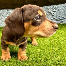 Rocco - Chocolate and cream male Dachshund puppy in Orlando, Florida from Weiner Wunderland of Central Florida
