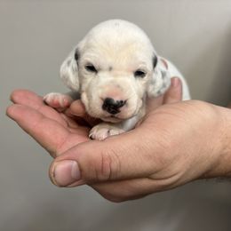 Elphaba - White and black female Dalmatian puppy in Chehalis, Washington from Dalmatian Vacation