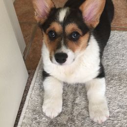 Pembroke Welsh Corgi All Grown Up from WSP Corgi's