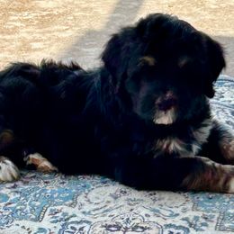 Ozzie - Tri-color male Bernedoodle puppy in San Saba, Texas from Bluemoon Bernedoodles